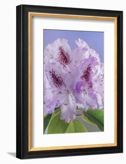 USA, Washington, Seabeck. Rhododendron blossoms close-up.-Jaynes Gallery-Framed Photographic Print