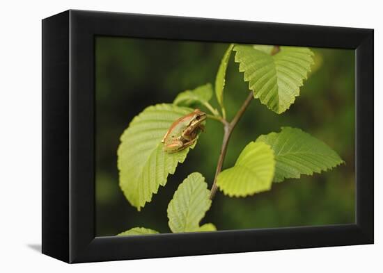 USA, Washington, Seattle, Discovery Park. Pacific tree frog.-Steve Kazlowski-Framed Premier Image Canvas