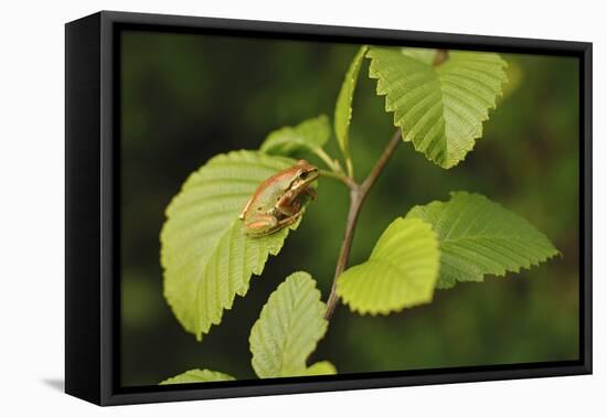 USA, Washington, Seattle, Discovery Park. Pacific tree frog.-Steve Kazlowski-Framed Premier Image Canvas