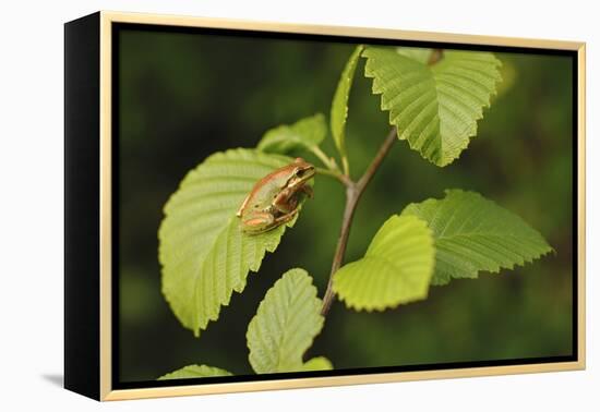 USA, Washington, Seattle, Discovery Park. Pacific tree frog.-Steve Kazlowski-Framed Premier Image Canvas