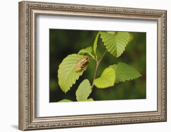 USA, Washington, Seattle, Discovery Park. Pacific tree frog.-Steve Kazlowski-Framed Photographic Print