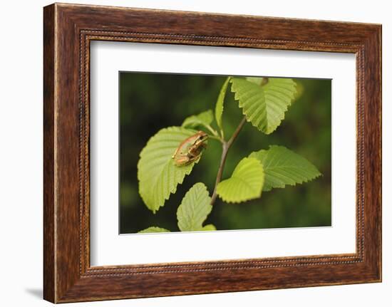 USA, Washington, Seattle, Discovery Park. Pacific tree frog.-Steve Kazlowski-Framed Photographic Print