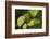 USA, Washington, Seattle, Discovery Park. Pacific tree frog.-Steve Kazlowski-Framed Photographic Print