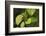 USA, Washington, Seattle, Discovery Park. Pacific tree frog.-Steve Kazlowski-Framed Photographic Print