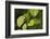 USA, Washington, Seattle, Discovery Park. Pacific tree frog.-Steve Kazlowski-Framed Photographic Print