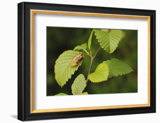 USA, Washington, Seattle, Discovery Park. Pacific tree frog.-Steve Kazlowski-Framed Photographic Print