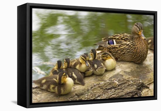 USA, Washington, Seattle. Mallard duck with ducklings on a log.-Steve Kazlowski-Framed Premier Image Canvas