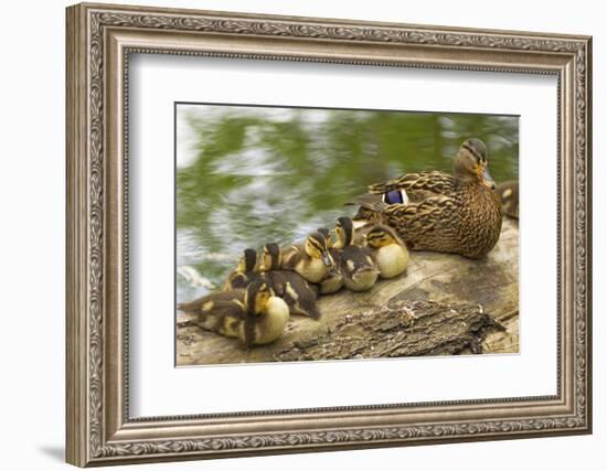 USA, Washington, Seattle. Mallard duck with ducklings on a log.-Steve Kazlowski-Framed Photographic Print