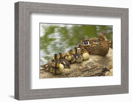 USA, Washington, Seattle. Mallard duck with ducklings on a log.-Steve Kazlowski-Framed Photographic Print
