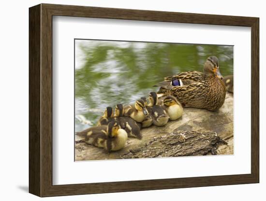 USA, Washington, Seattle. Mallard duck with ducklings on a log.-Steve Kazlowski-Framed Photographic Print