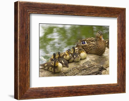 USA, Washington, Seattle. Mallard duck with ducklings on a log.-Steve Kazlowski-Framed Photographic Print