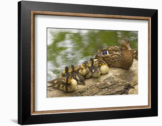 USA, Washington, Seattle. Mallard duck with ducklings on a log.-Steve Kazlowski-Framed Photographic Print