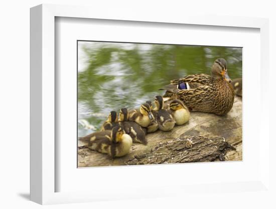 USA, Washington, Seattle. Mallard duck with ducklings on a log.-Steve Kazlowski-Framed Photographic Print