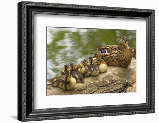 USA, Washington, Seattle. Mallard duck with ducklings on a log.-Steve Kazlowski-Framed Photographic Print