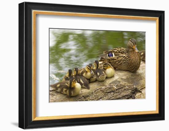 USA, Washington, Seattle. Mallard duck with ducklings on a log.-Steve Kazlowski-Framed Photographic Print