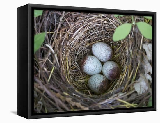USA, Washington. Spotted Towhee Nest with Eggs-Gary Luhm-Framed Premier Image Canvas
