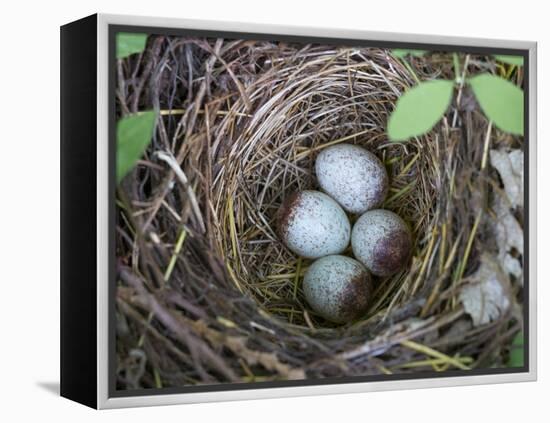 USA, Washington. Spotted Towhee Nest with Eggs-Gary Luhm-Framed Premier Image Canvas