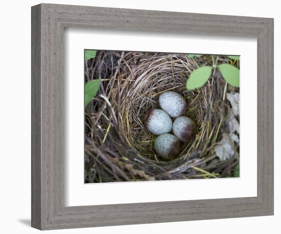 USA, Washington. Spotted Towhee Nest with Eggs-Gary Luhm-Framed Photographic Print