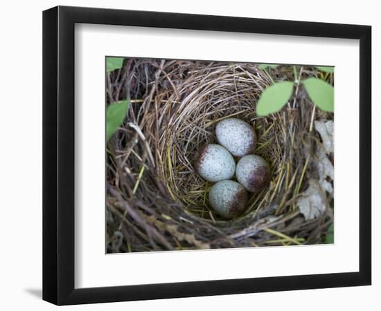 USA, Washington. Spotted Towhee Nest with Eggs-Gary Luhm-Framed Photographic Print