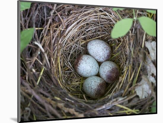 USA, Washington. Spotted Towhee Nest with Eggs-Gary Luhm-Mounted Photographic Print
