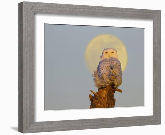 USA, Washington state. A Snowy Owl sits on a perch at sunset, with the full moon behind-Gary Luhm-Framed Photographic Print