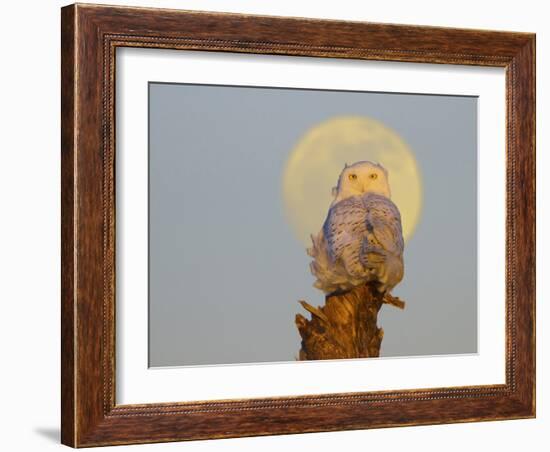 USA, Washington state. A Snowy Owl sits on a perch at sunset, with the full moon behind-Gary Luhm-Framed Photographic Print