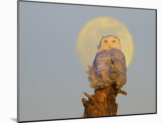 USA, Washington state. A Snowy Owl sits on a perch at sunset, with the full moon behind-Gary Luhm-Mounted Photographic Print