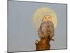 USA, Washington state. A Snowy Owl sits on a perch at sunset, with the full moon behind-Gary Luhm-Mounted Photographic Print