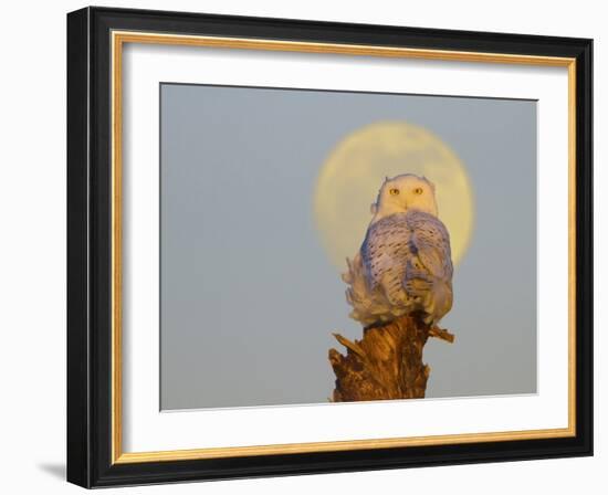 USA, Washington state. A Snowy Owl sits on a perch at sunset, with the full moon behind-Gary Luhm-Framed Photographic Print