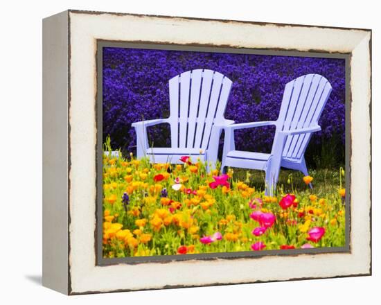 USA, Washington State, Adirondack chairs In Field of Lavender and Poppies-Terry Eggers-Framed Premier Image Canvas