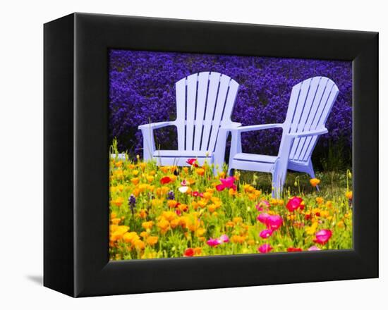 USA, Washington State, Adirondack chairs In Field of Lavender and Poppies-Terry Eggers-Framed Premier Image Canvas