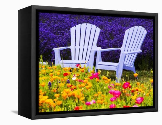 USA, Washington State, Adirondack chairs In Field of Lavender and Poppies-Terry Eggers-Framed Premier Image Canvas