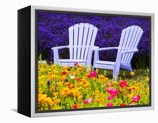 USA, Washington State, Adirondack chairs In Field of Lavender and Poppies-Terry Eggers-Framed Premier Image Canvas