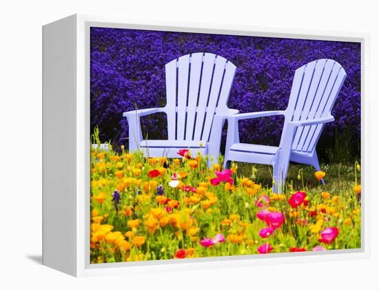 USA, Washington State, Adirondack chairs In Field of Lavender and Poppies-Terry Eggers-Framed Premier Image Canvas