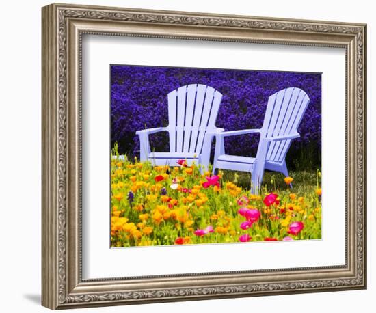 USA, Washington State, Adirondack chairs In Field of Lavender and Poppies-Terry Eggers-Framed Photographic Print