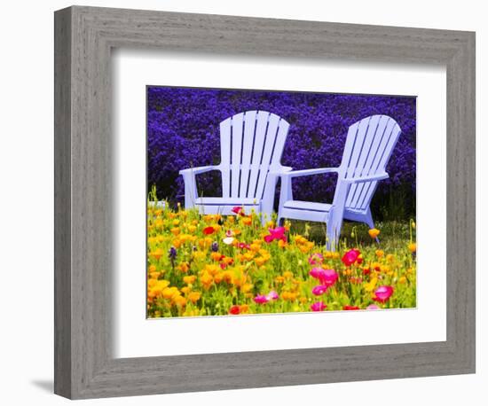 USA, Washington State, Adirondack chairs In Field of Lavender and Poppies-Terry Eggers-Framed Photographic Print