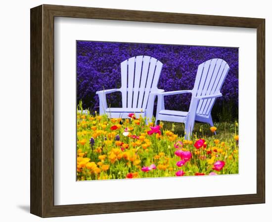USA, Washington State, Adirondack chairs In Field of Lavender and Poppies-Terry Eggers-Framed Photographic Print