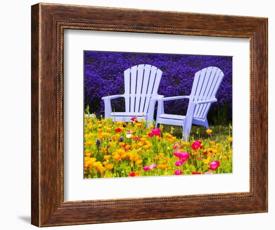 USA, Washington State, Adirondack chairs In Field of Lavender and Poppies-Terry Eggers-Framed Photographic Print