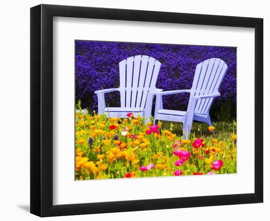 USA, Washington State, Adirondack chairs In Field of Lavender and Poppies-Terry Eggers-Framed Photographic Print