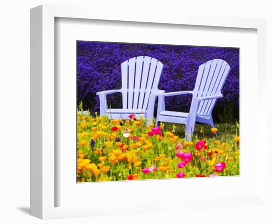 USA, Washington State, Adirondack chairs In Field of Lavender and Poppies-Terry Eggers-Framed Photographic Print