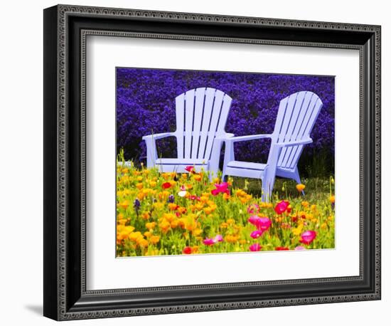 USA, Washington State, Adirondack chairs In Field of Lavender and Poppies-Terry Eggers-Framed Photographic Print