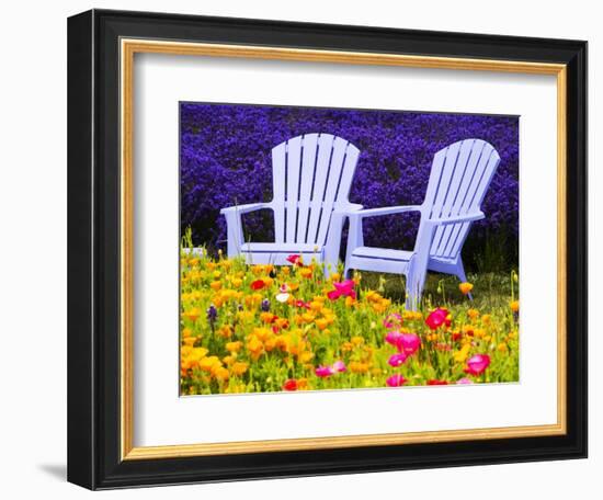 USA, Washington State, Adirondack chairs In Field of Lavender and Poppies-Terry Eggers-Framed Photographic Print