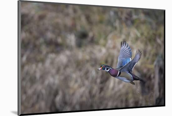 USA, Washington State. Adult male Wood Duck (Aix Sponsa) flies over a marsh.-Gary Luhm-Mounted Photographic Print