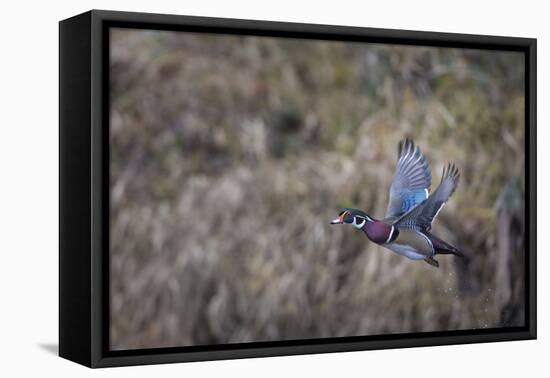 USA, Washington State. Adult male Wood Duck (Aix Sponsa) flies over a marsh.-Gary Luhm-Framed Premier Image Canvas