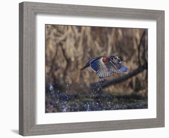 USA, Washington State. Adult male Wood Ducks (Aix Sponsa) taking flight over a marsh.-Gary Luhm-Framed Photographic Print