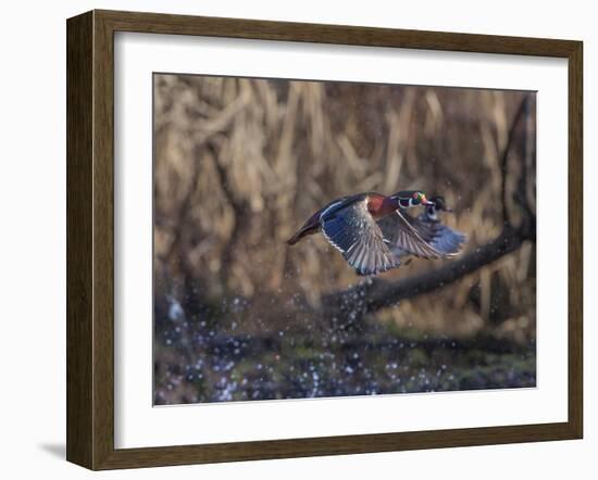 USA, Washington State. Adult male Wood Ducks (Aix Sponsa) taking flight over a marsh.-Gary Luhm-Framed Photographic Print