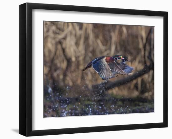 USA, Washington State. Adult male Wood Ducks (Aix Sponsa) taking flight over a marsh.-Gary Luhm-Framed Photographic Print