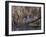 USA, Washington State. Adult male Wood Ducks (Aix Sponsa) taking flight over a marsh.-Gary Luhm-Framed Photographic Print