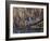 USA, Washington State. Adult male Wood Ducks (Aix Sponsa) taking flight over a marsh.-Gary Luhm-Framed Photographic Print