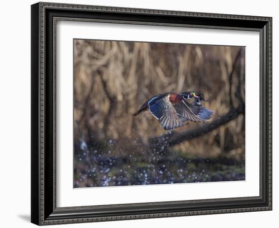 USA, Washington State. Adult male Wood Ducks (Aix Sponsa) taking flight over a marsh.-Gary Luhm-Framed Photographic Print
